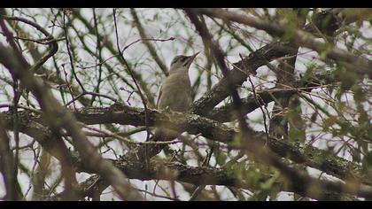 Grey-headed Woodpecker