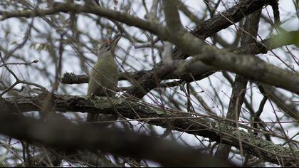 Grey-headed Woodpecker