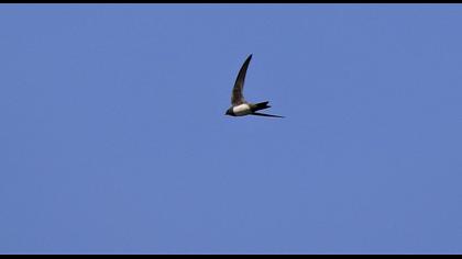 Alpine Swift