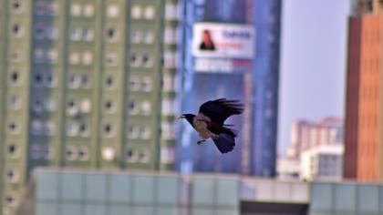 Hooded Crow