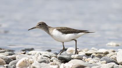 Common Sandpiper