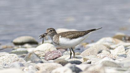 Common Sandpiper