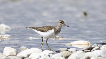 Common Sandpiper