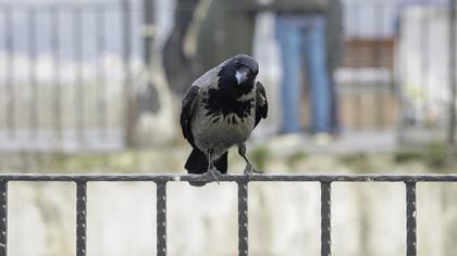 Hooded Crow