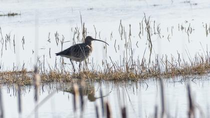 Eurasian Curlew