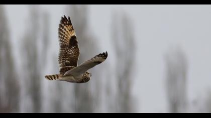 Short-eared Owl