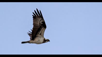 Western Osprey