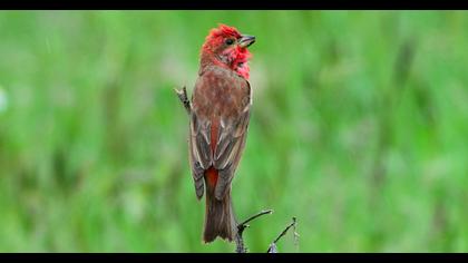 Common Rosefinch