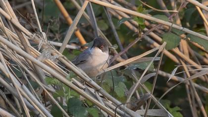 Menetries`s Warbler