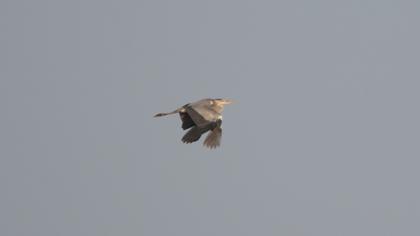 Grey Heron