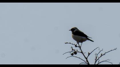 Black-eared Wheatear