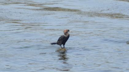 Pygmy Cormorant