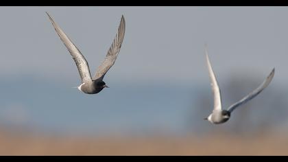 Black Tern
