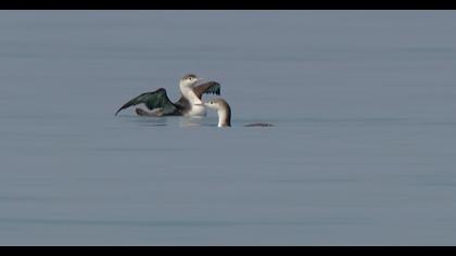 Red-throated Loon