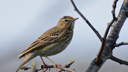 Tree Pipit