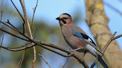 Eurasian Jay