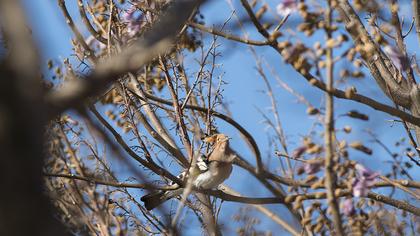 Eurasian Hoopoe