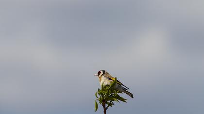 European Goldfinch