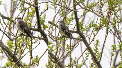 Semicollared Flycatcher