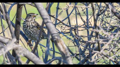 Song Thrush