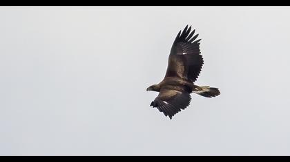 Golden Eagle