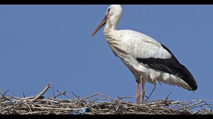 White Stork