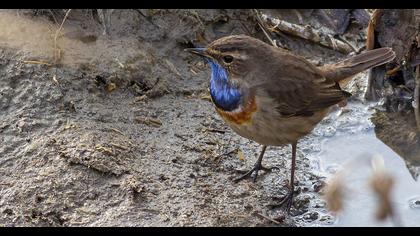Bluethroat