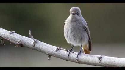 Black Redstart