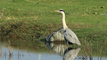 Grey Heron