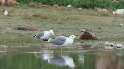Yellow-legged Gull