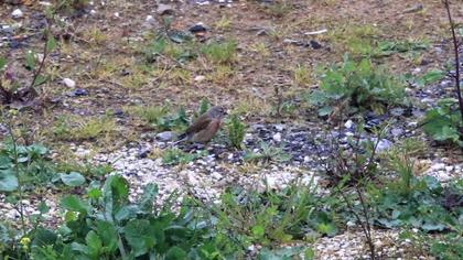 Common Linnet