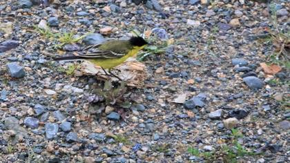 Western Yellow Wagtail