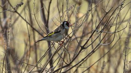 European Goldfinch