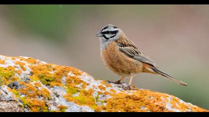 Rock Bunting