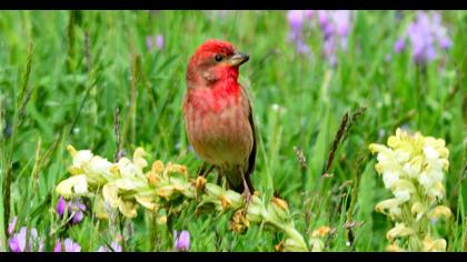 Common Rosefinch