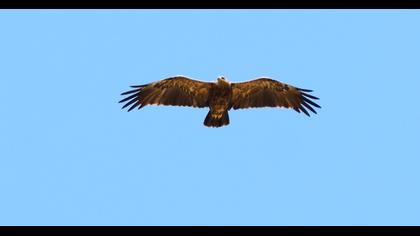 Lesser Spotted Eagle