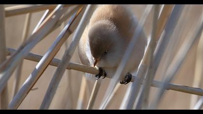 Bearded Reedling