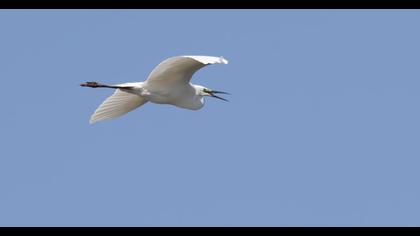 Küçük ak balıkçıl