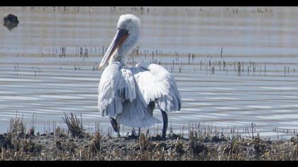 Dalmatian Pelican