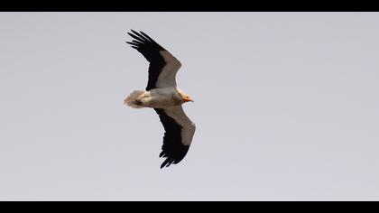 Egyptian Vulture