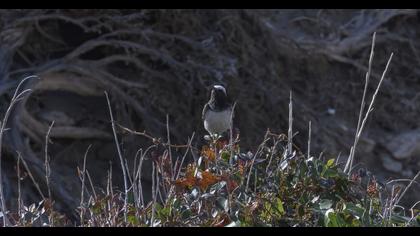 Hooded Wheatear