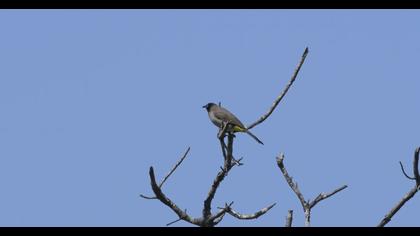 White-spectacled Bulbul