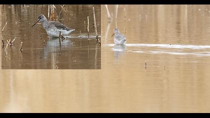 Spotted Redshank