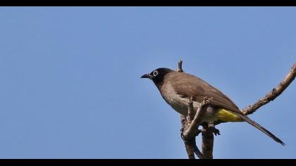 White-spectacled Bulbul