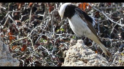 Hooded Wheatear