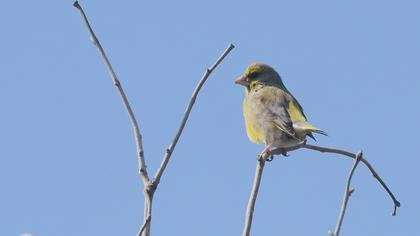 European Greenfinch