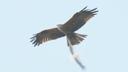 Black Kite