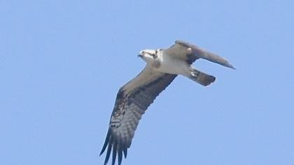Western Osprey