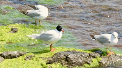 Mediterranean Gull
