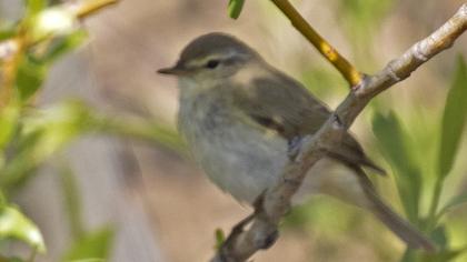 Willow Warbler